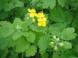 celandine for toenail fungus