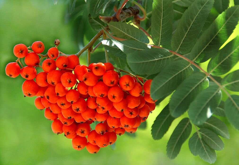 Rowan leaves are used as a compress on fungus-affected nails. 