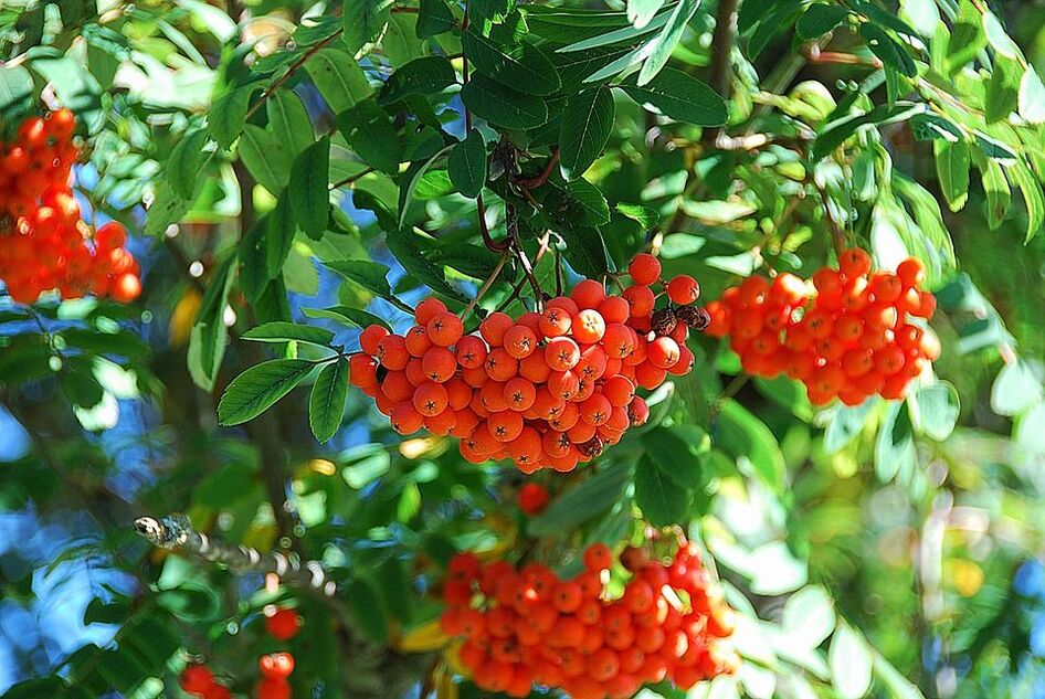 Rowan leaves in the fight against fungus