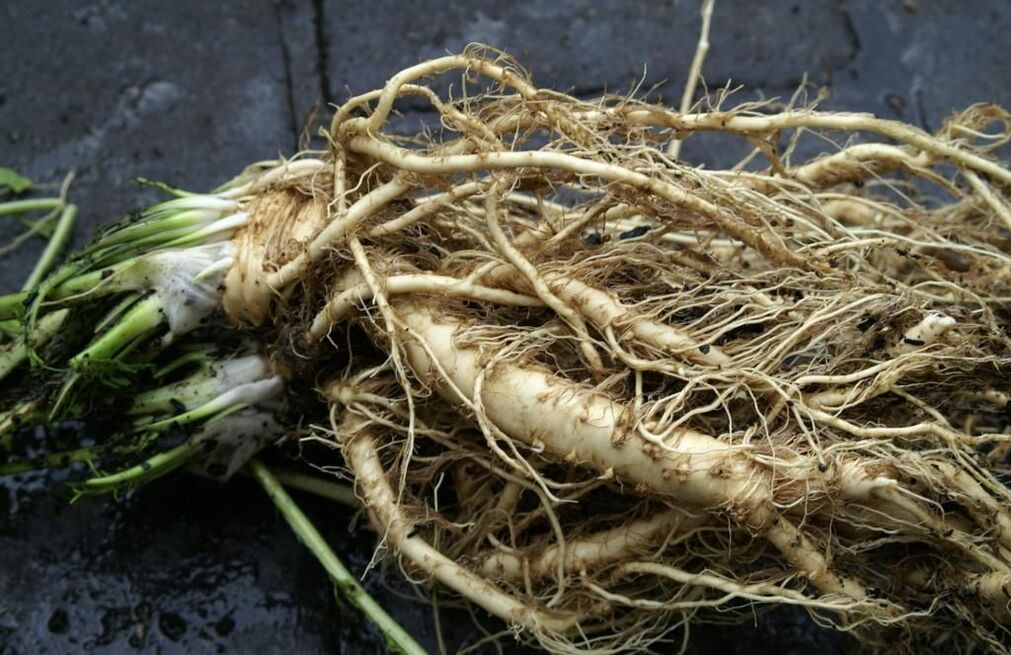 horseradish root against fungus